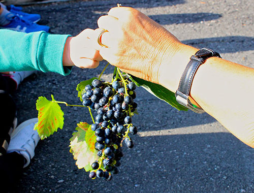 Vendemmia Dei Bambini