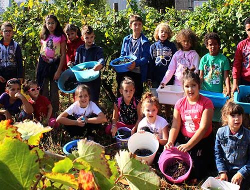 Vendemmia Dei Bambini 7