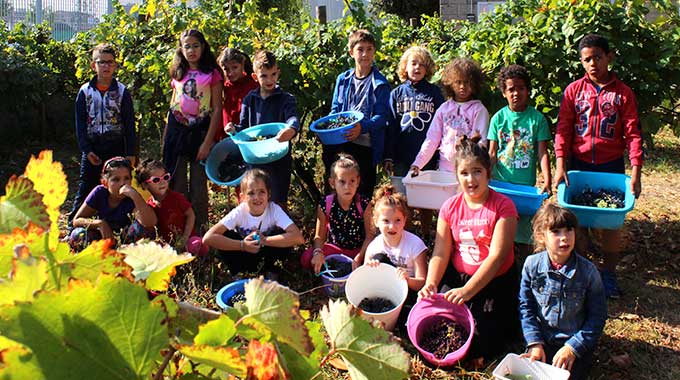 Vendemmia Dei Bambini 7