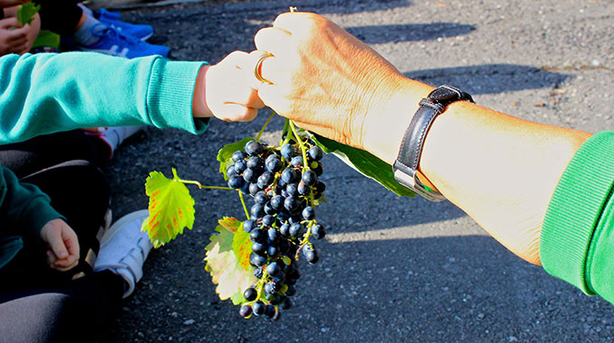 Vendemmia Dei Bambini