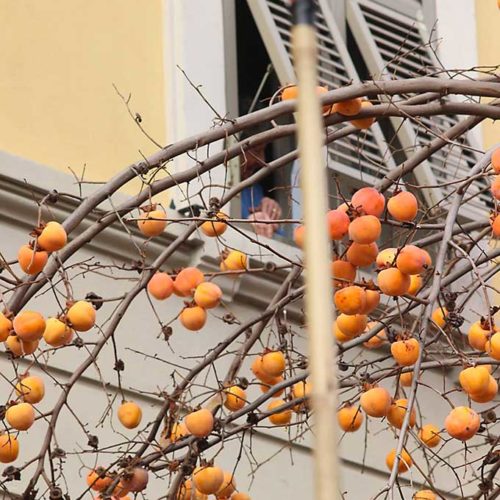 Raccogliere I Cachi A Parma