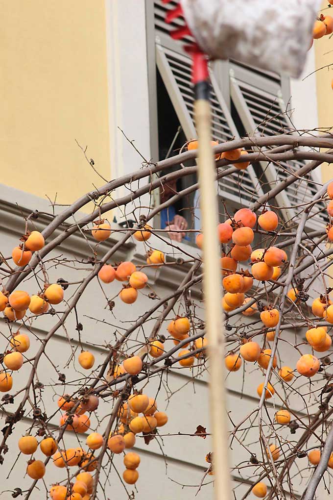 Raccogliere I Cachi A Parma