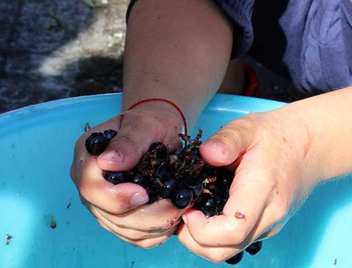 Vendemmia Dei Bambini 1