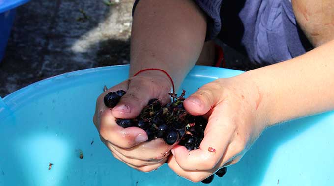 Vendemmia Dei Bambini 1