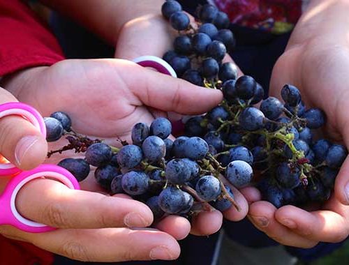 Vendemmia Dei Bambini 2