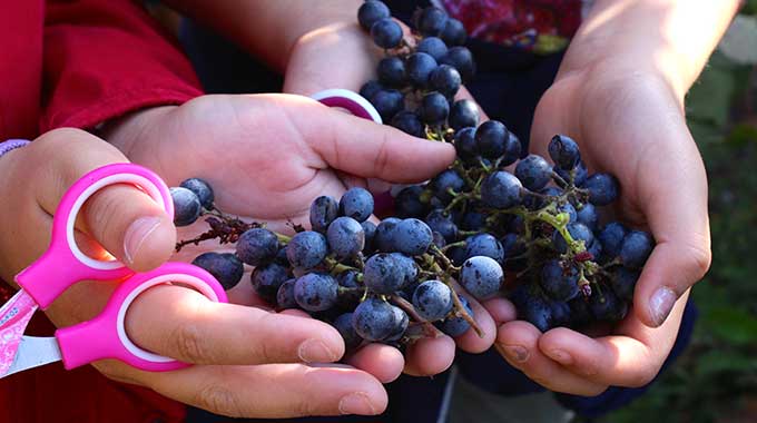 Vendemmia Dei Bambini 2