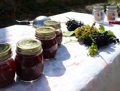 Vendemmia Dei Bambini 4