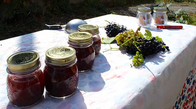 Vendemmia Dei Bambini 4